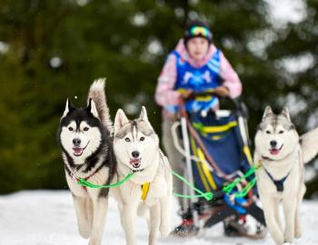 Tahoe City Dog Pull, Benefiting Palisades Avalanche Dogs