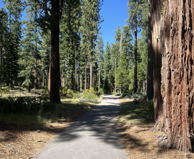 bike path, forest trail 